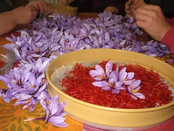 تصویر 4 از خرید زعفران ممتاز سرگل + قیمت عالی باکیفیت
